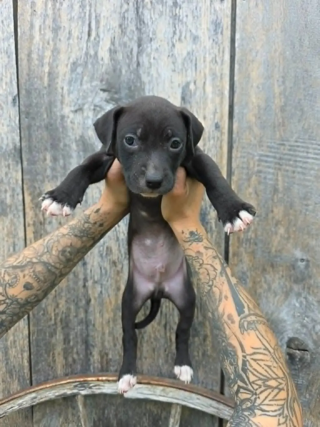 SR Puppy 6/21