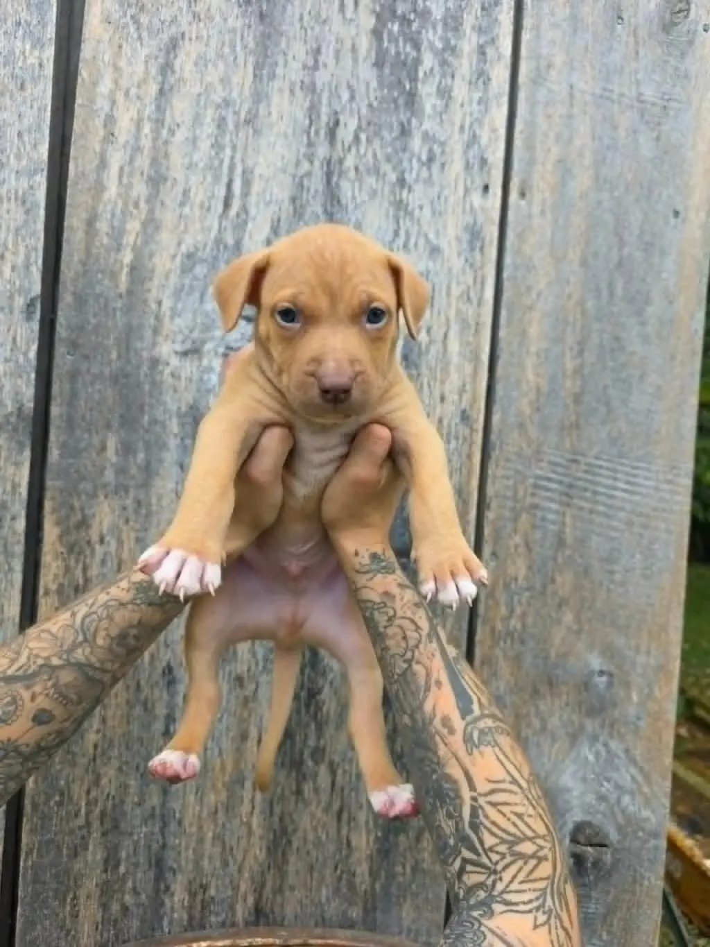 SR Puppy 4/21