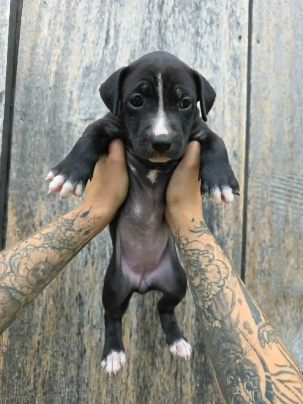 SR Puppy 2/21