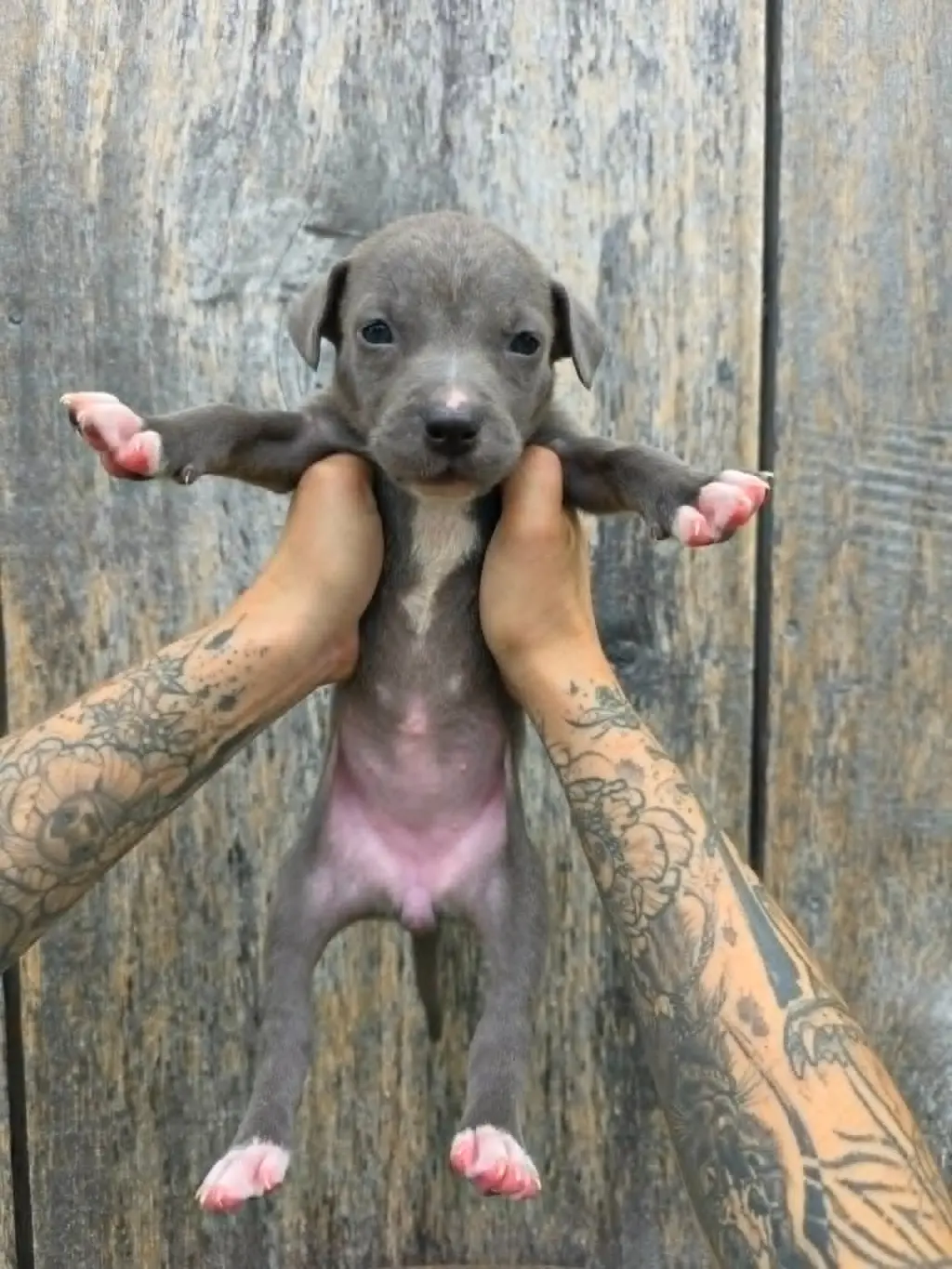SR Puppy 1/21