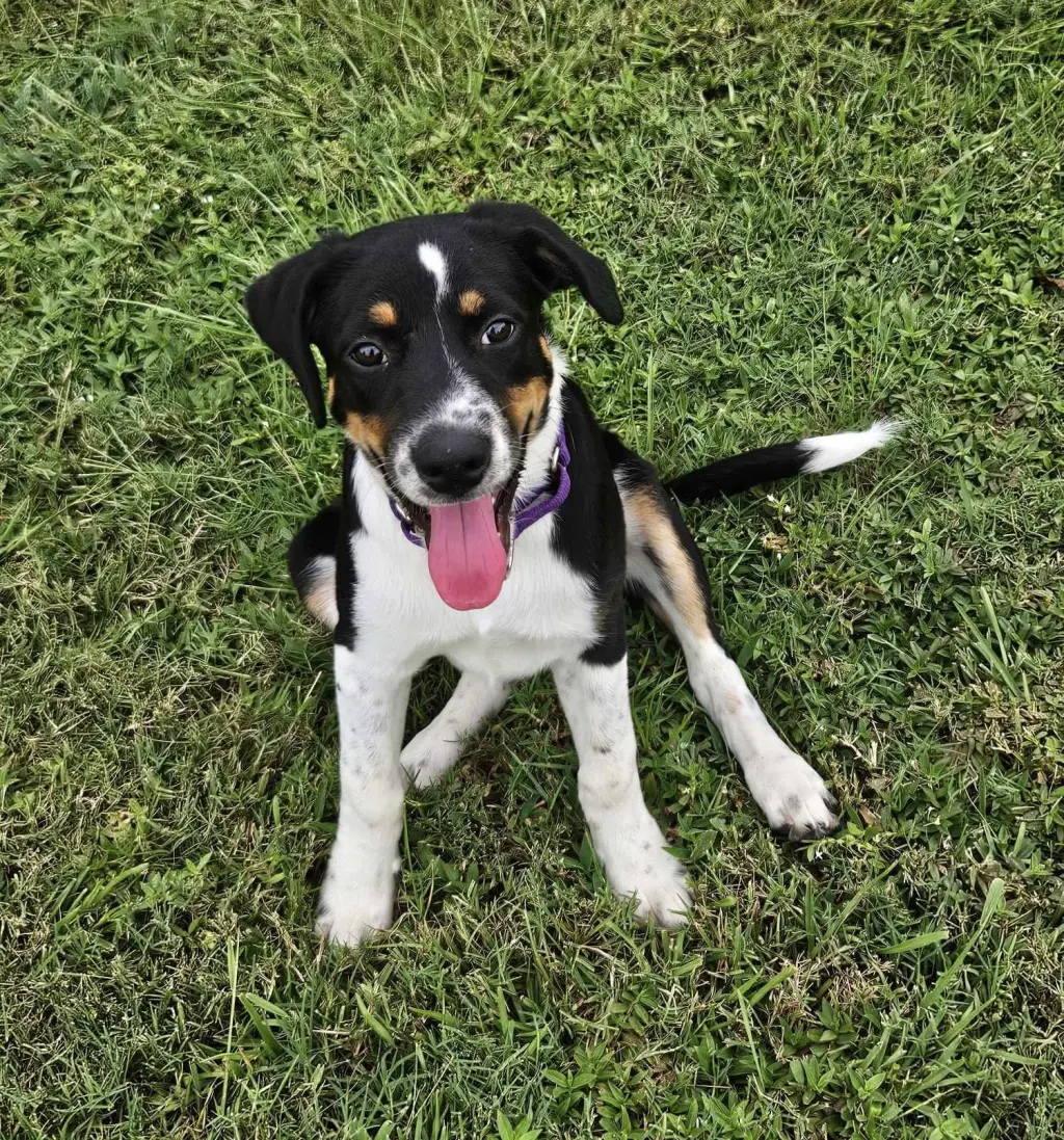 Haven- too cute to handle