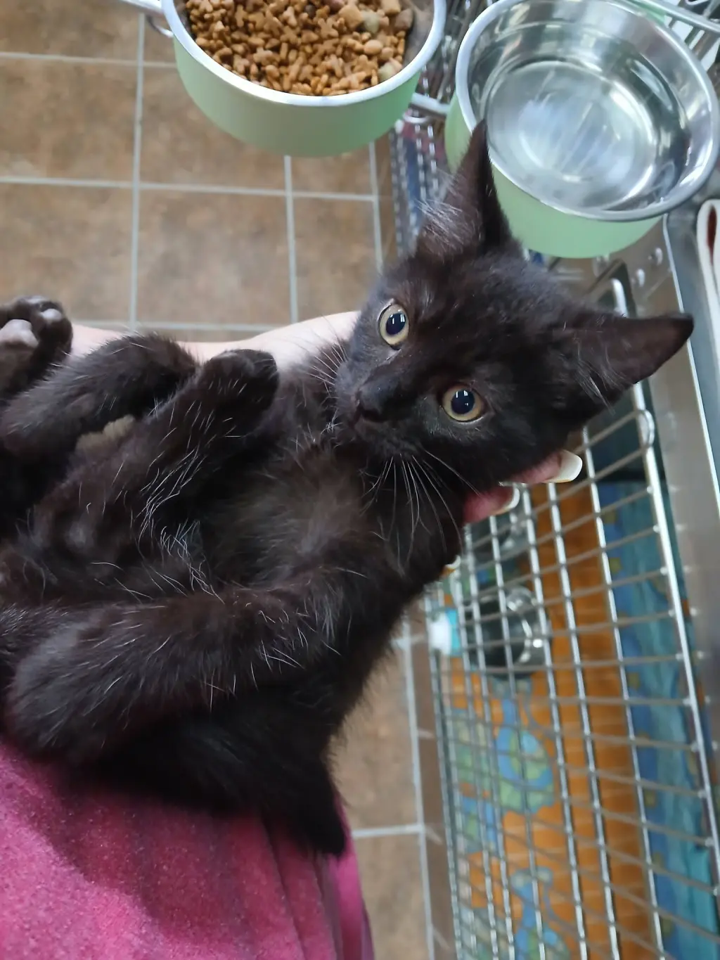 Black Male Kittens