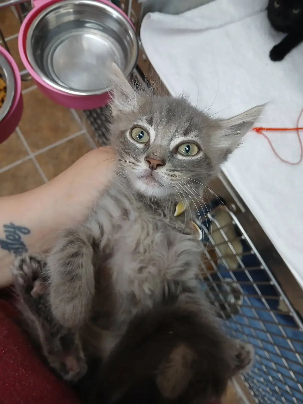 Male Kittens