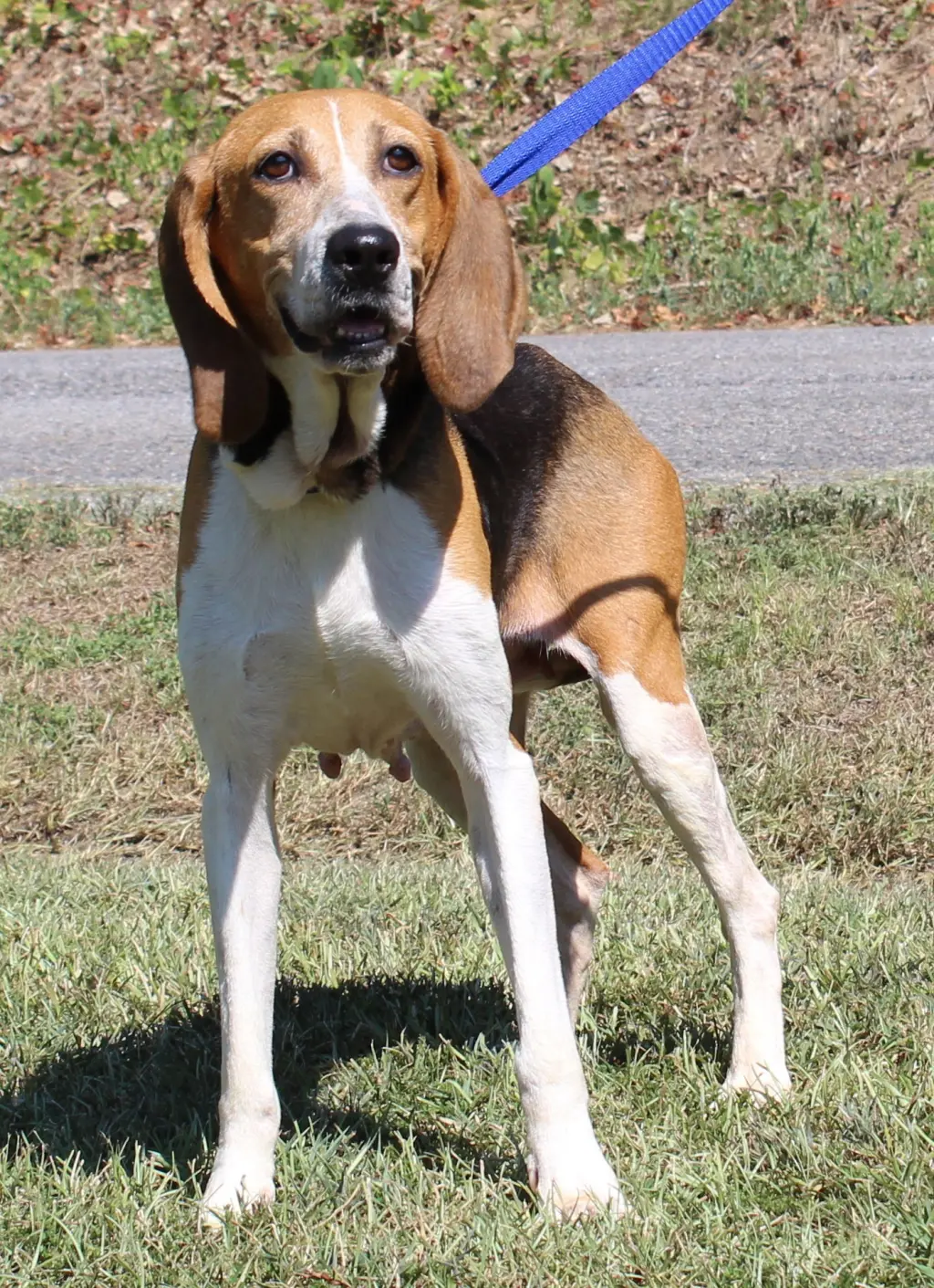 Ruby 44163