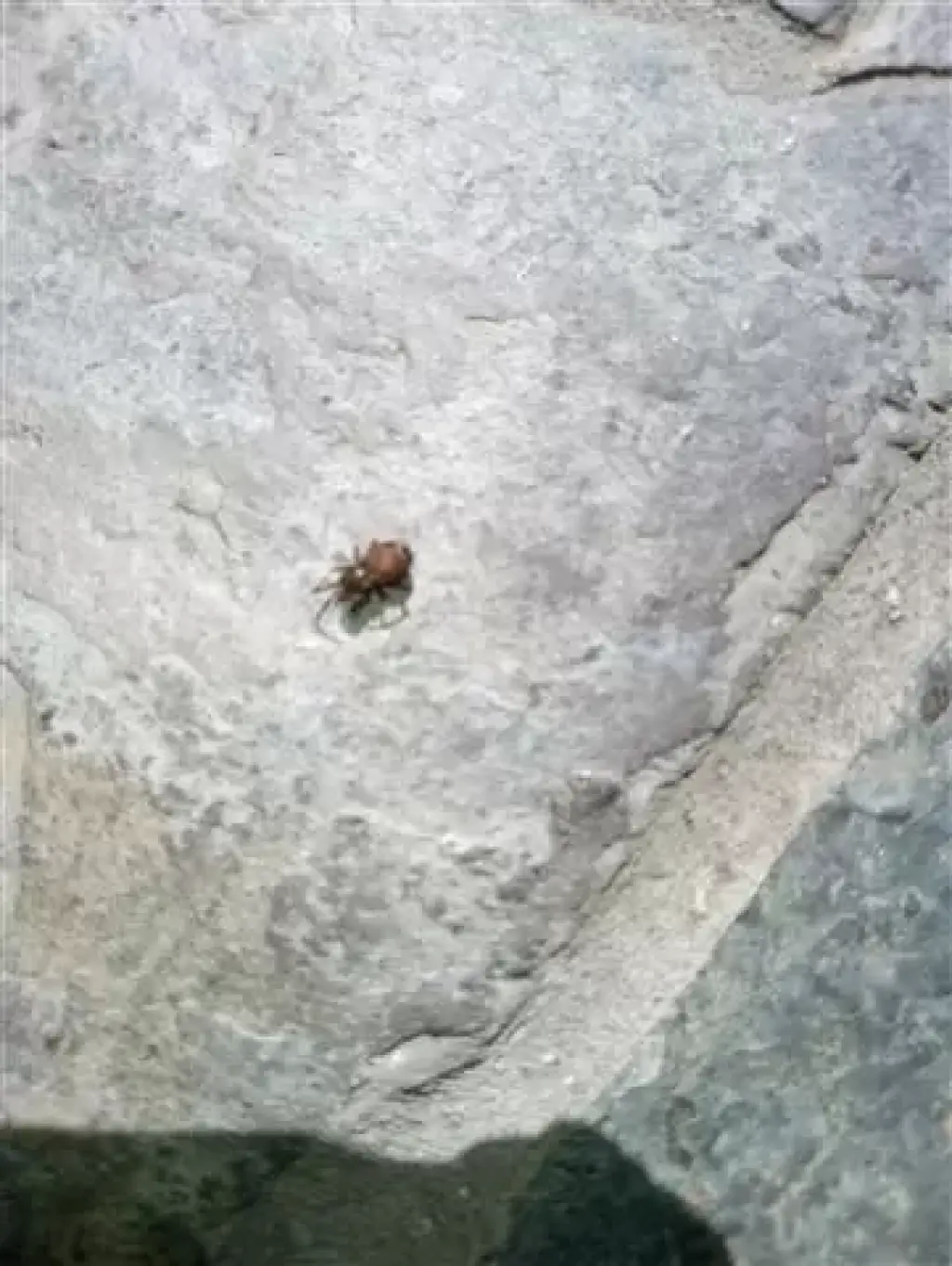 Wenceslao pest control