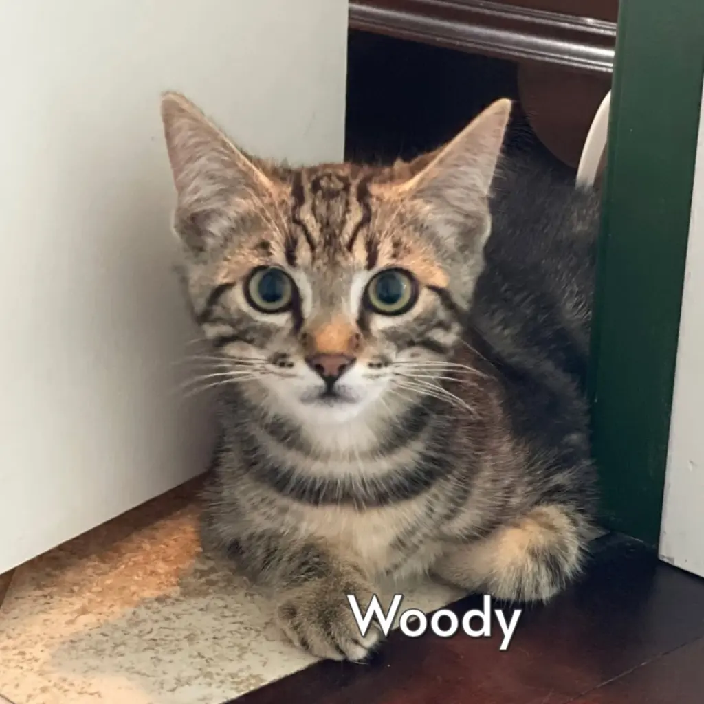 Woody (Courtesy Posting)