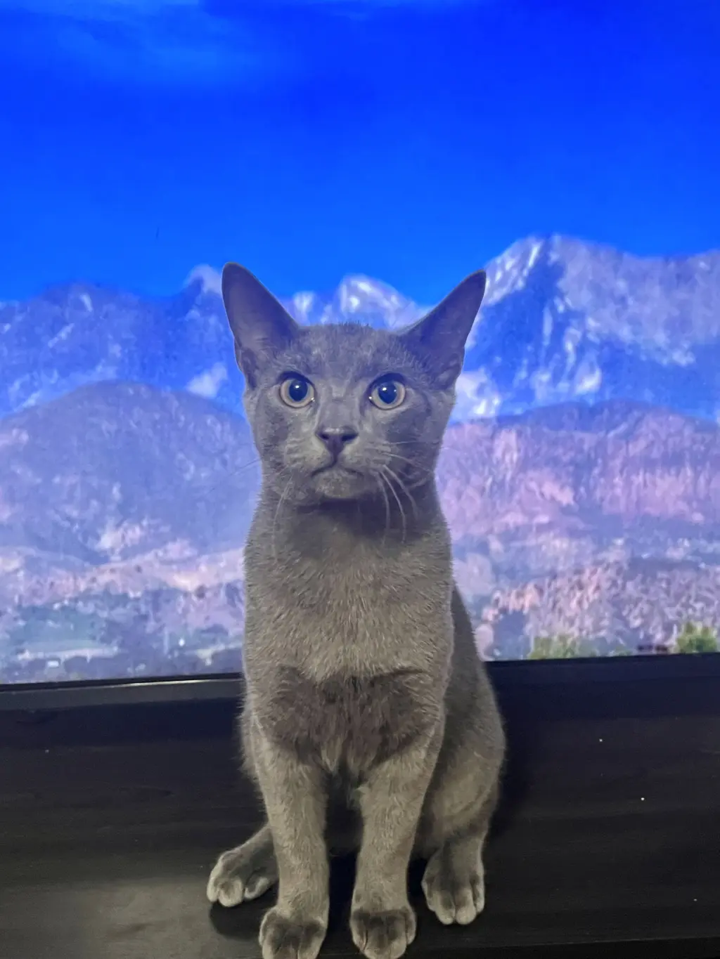 Kermit (Available for pre-adoption)