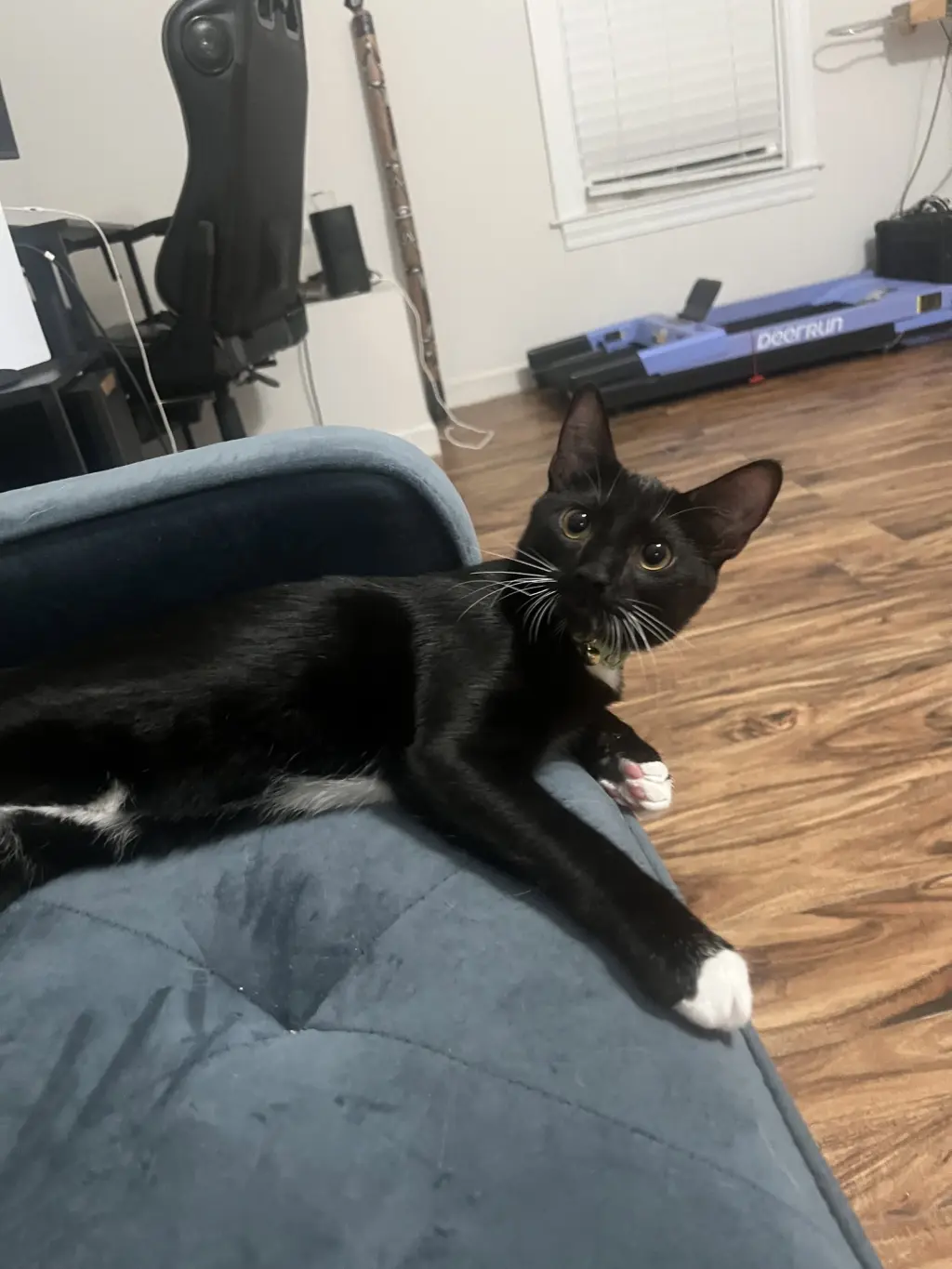 Fozzie Bear (Available for pre-adoption)