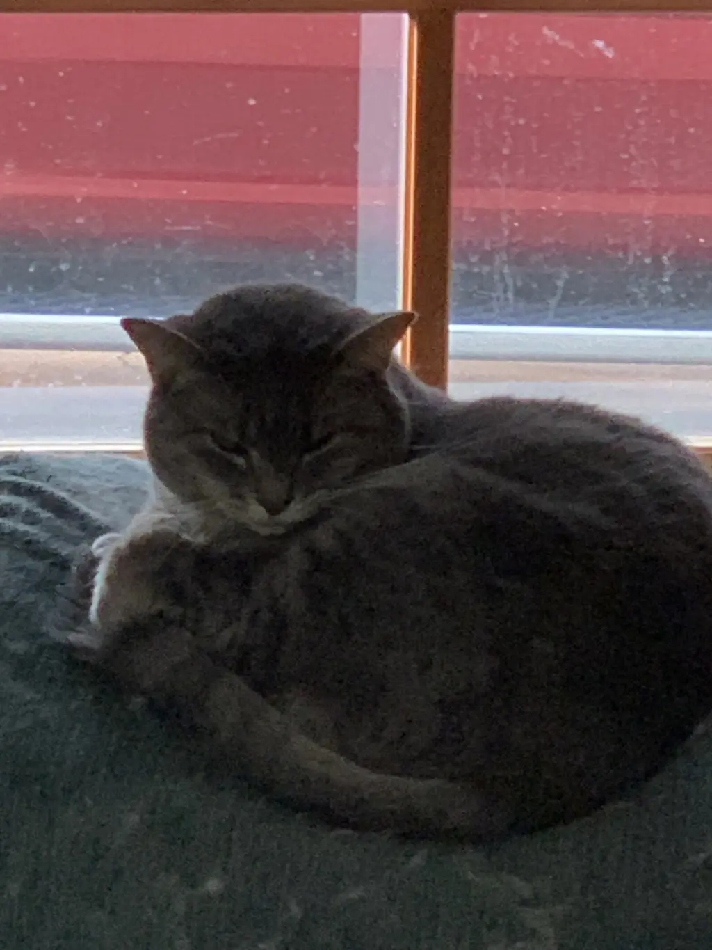 *Zoey and Ellie (bonded pair)