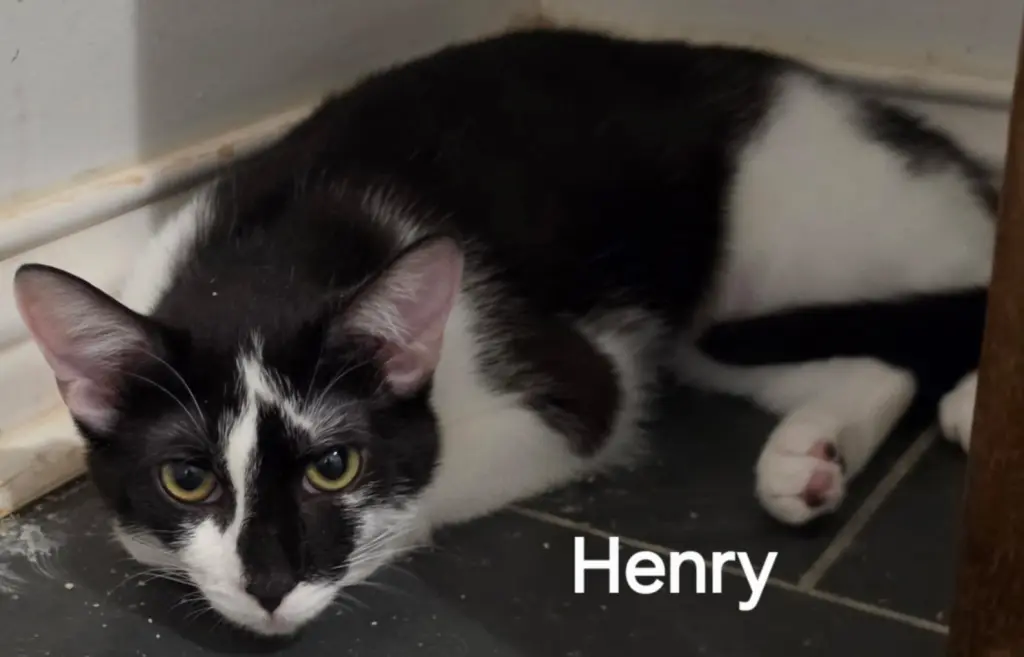 Henry