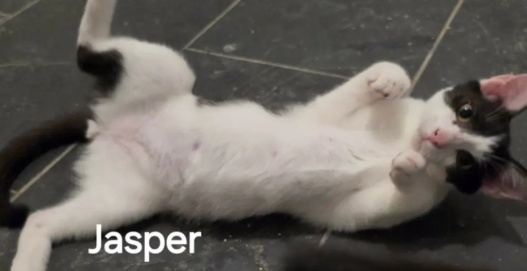 Jasper