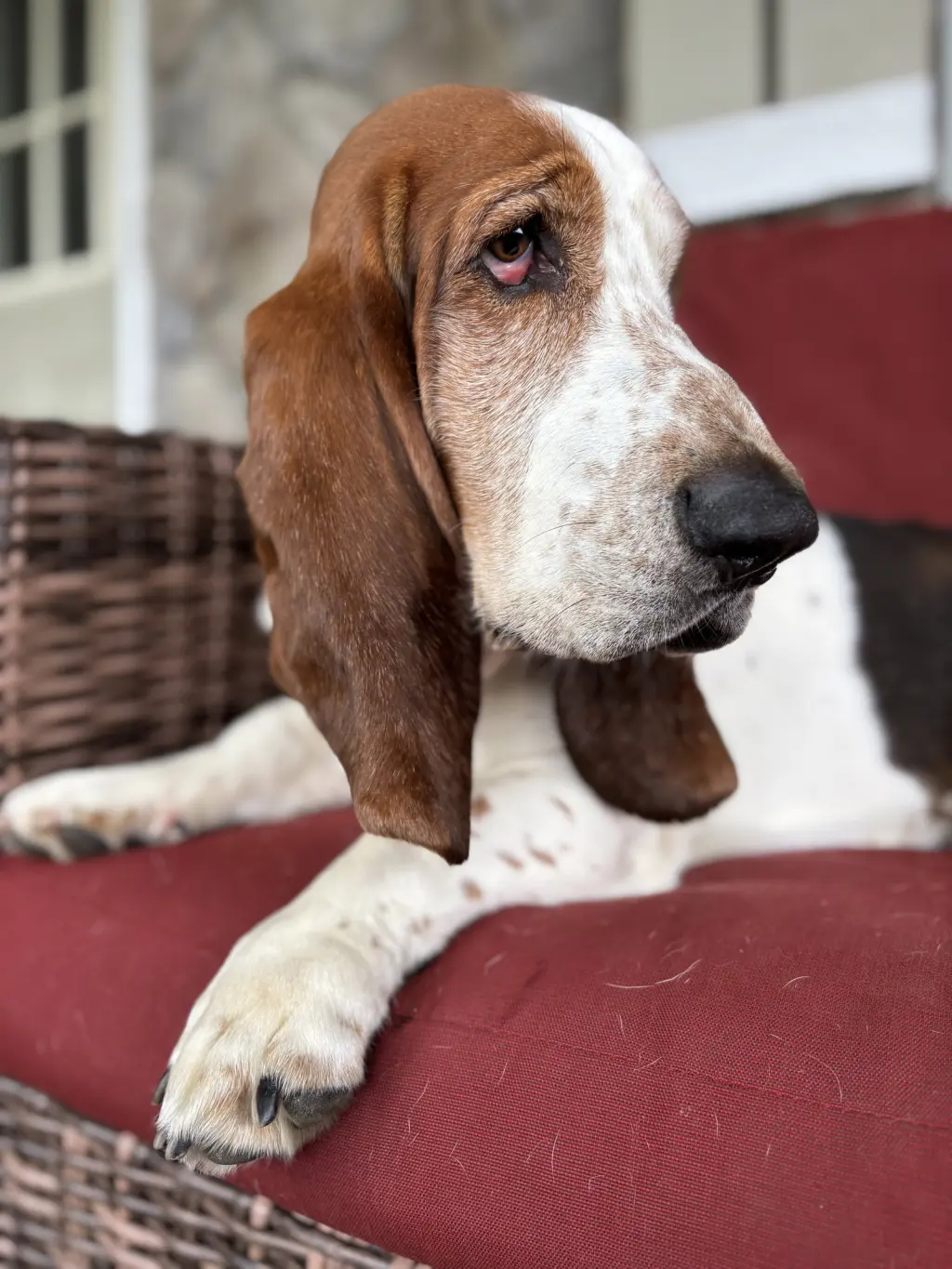 NORMAN - ADOPTION PENDING!