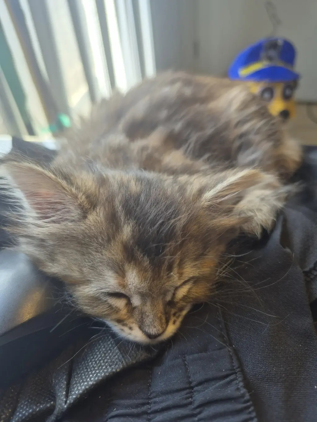 Tiger (bonded w/ Lion)