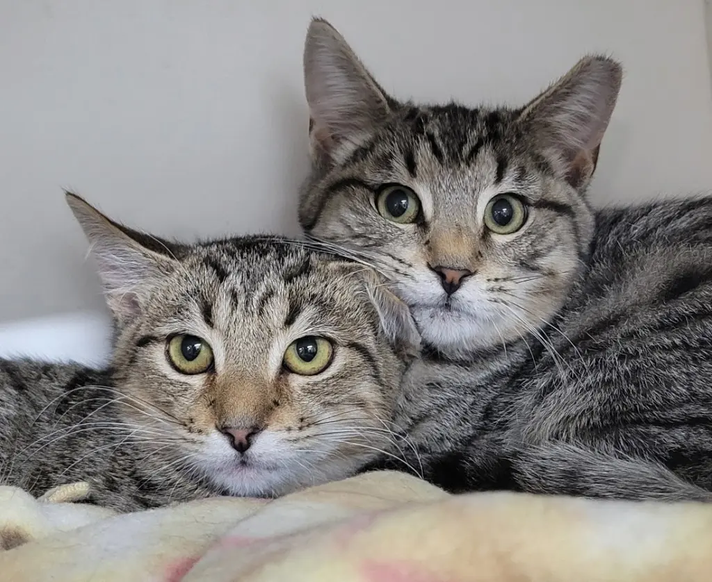Kitten Brothers Raab and Dico