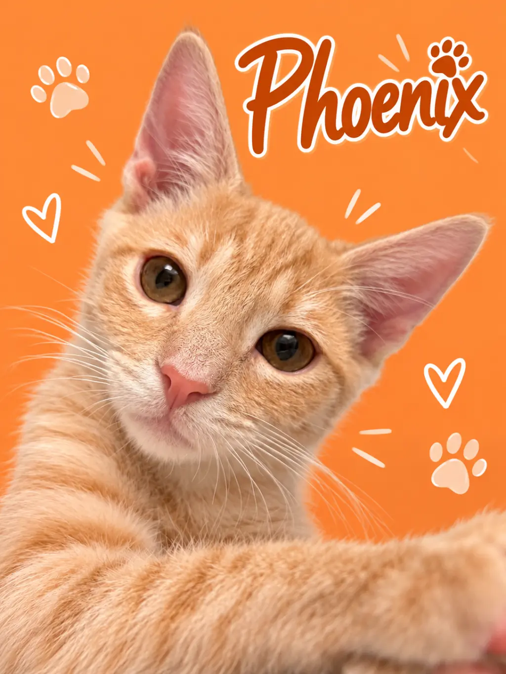 Phoenix (FID# 07/23/2026 - 95 Middletown PS)