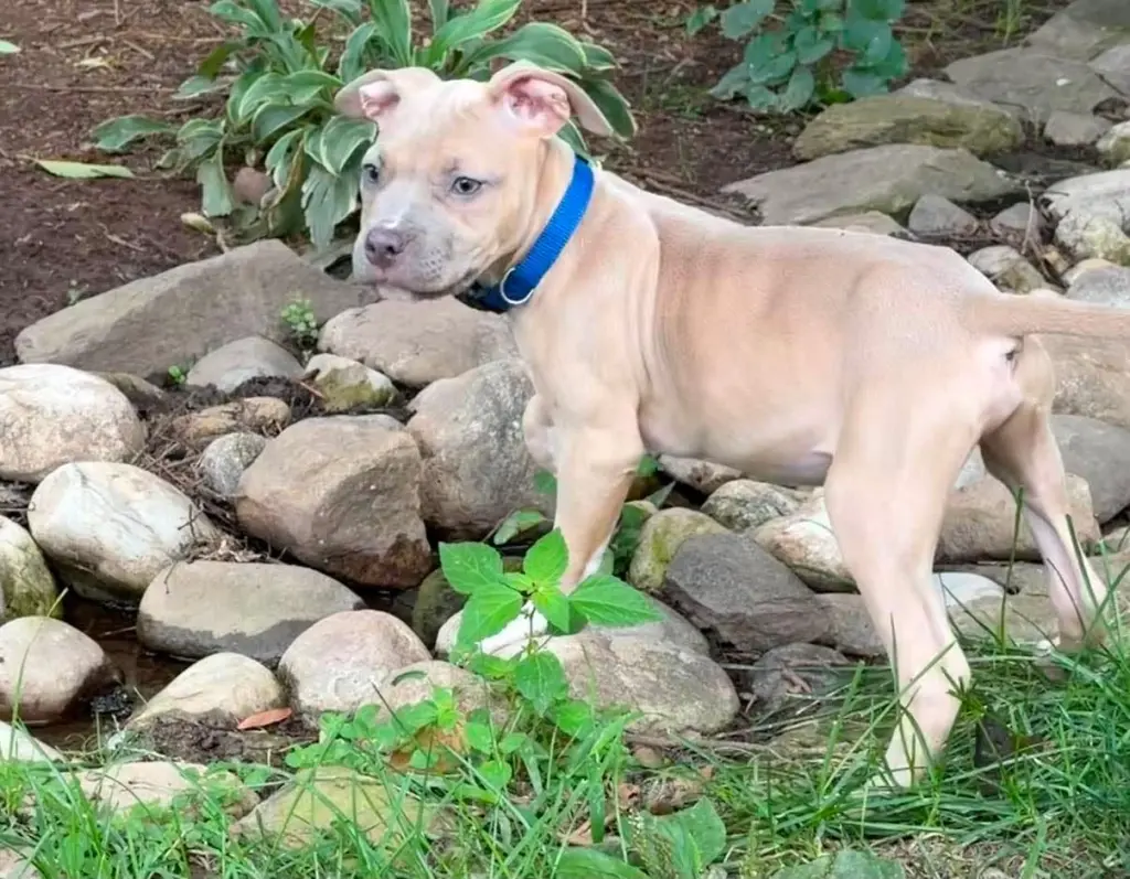 Clyde (puppy)