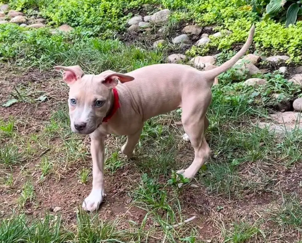 Bonnie (puppy)