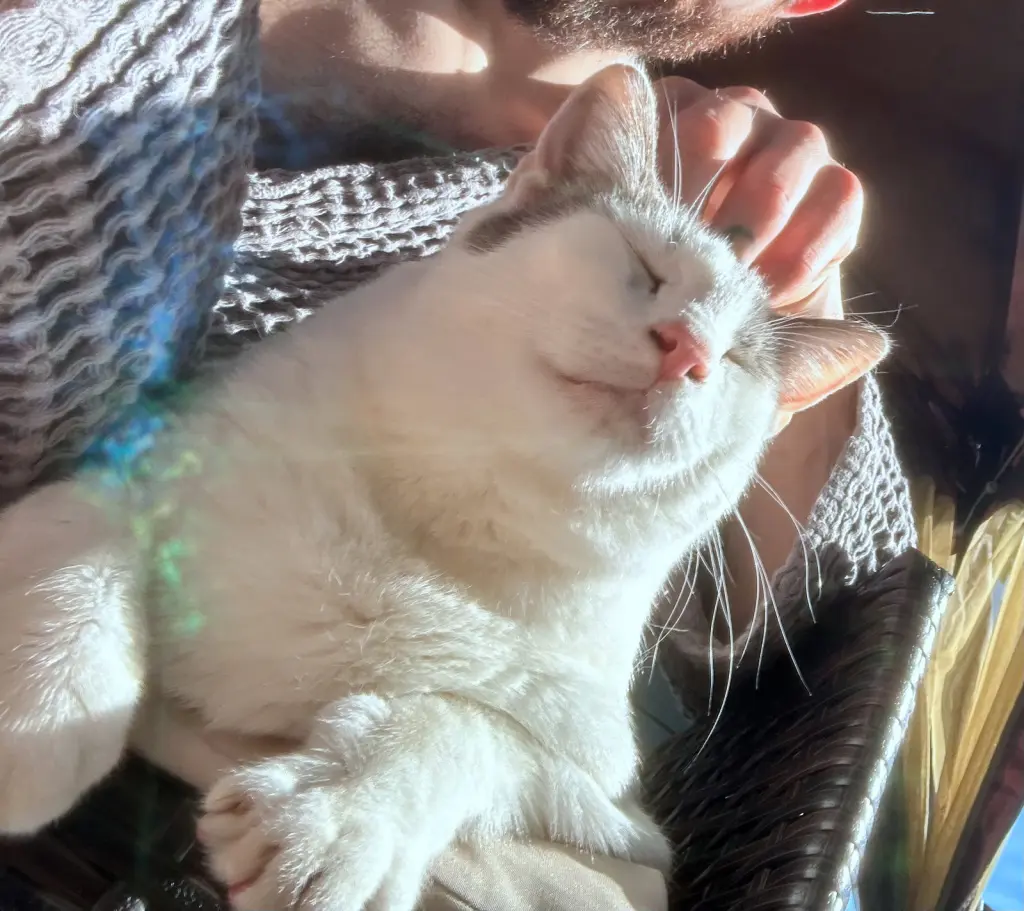 TONY #2011 - Offered by Owner - Family Cat