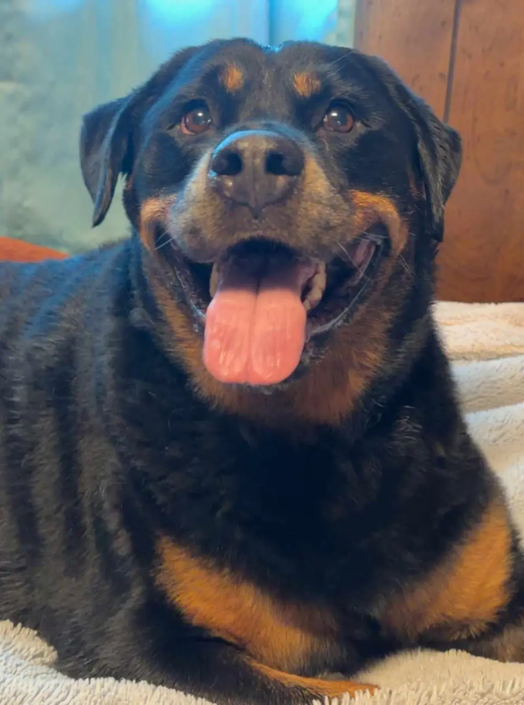 Willow - ridiculously cute Rottie!