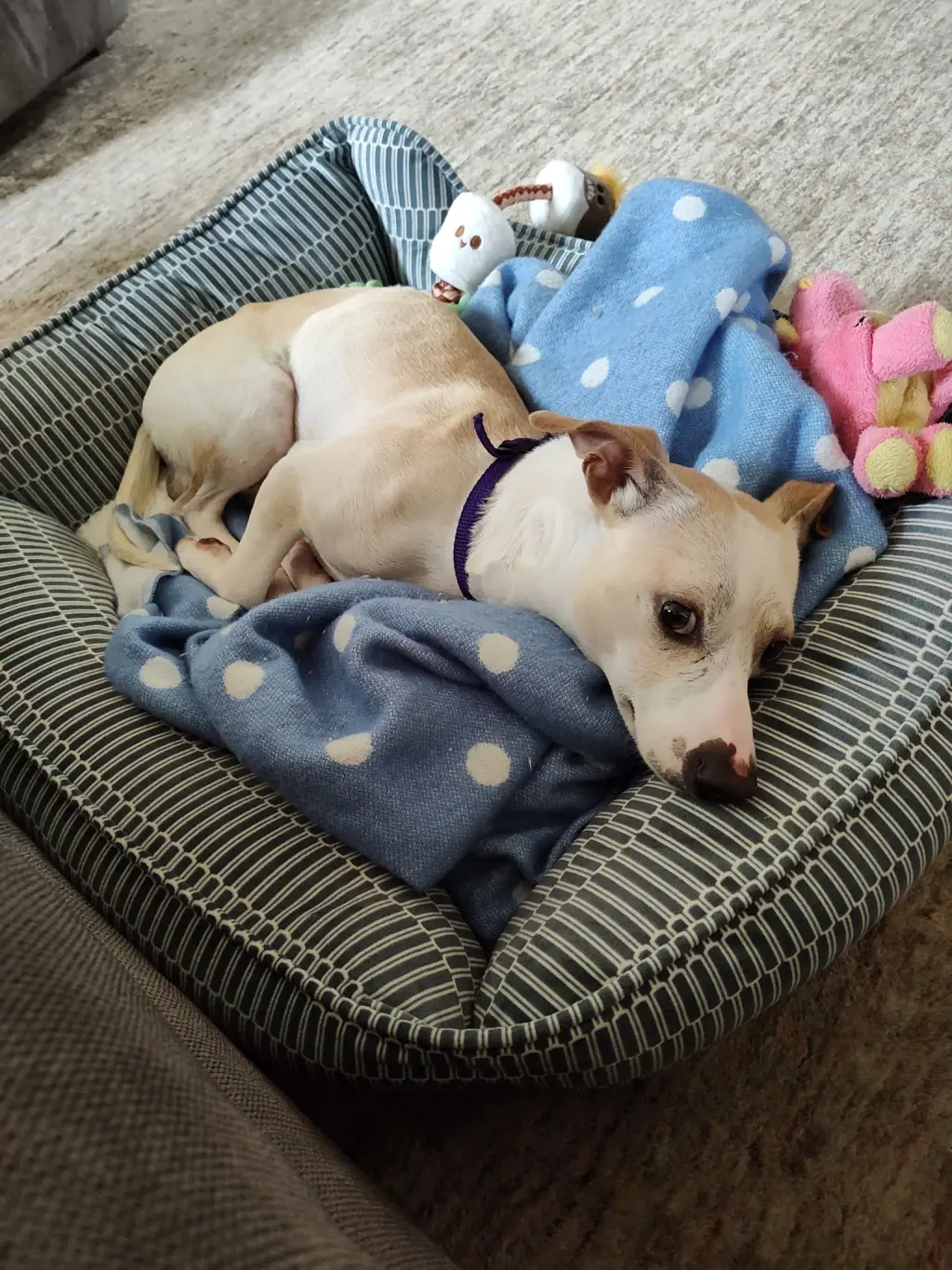 (Courtesy Post) Spud