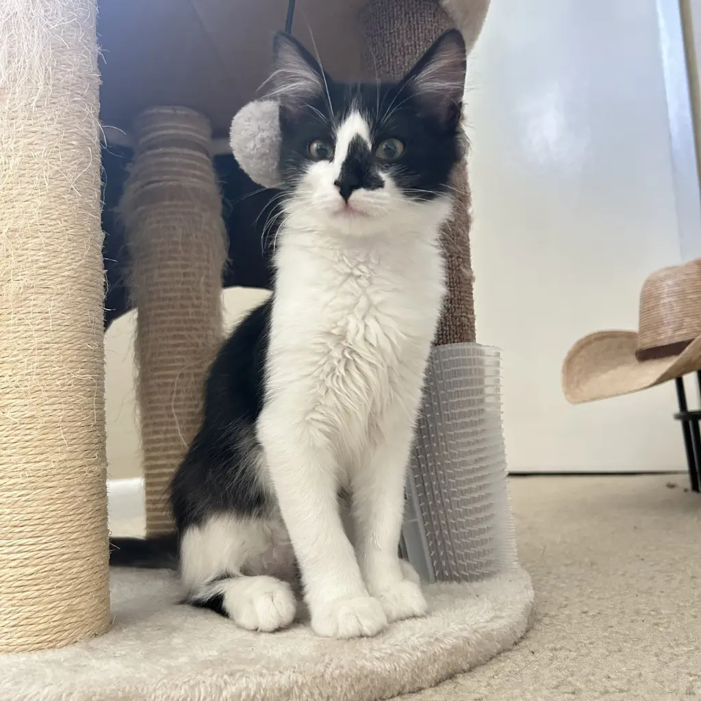 Blaze (Courtesy Post)