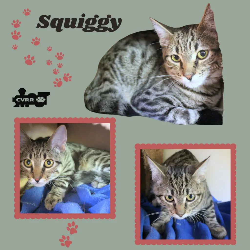 Squiggy (Kitten)