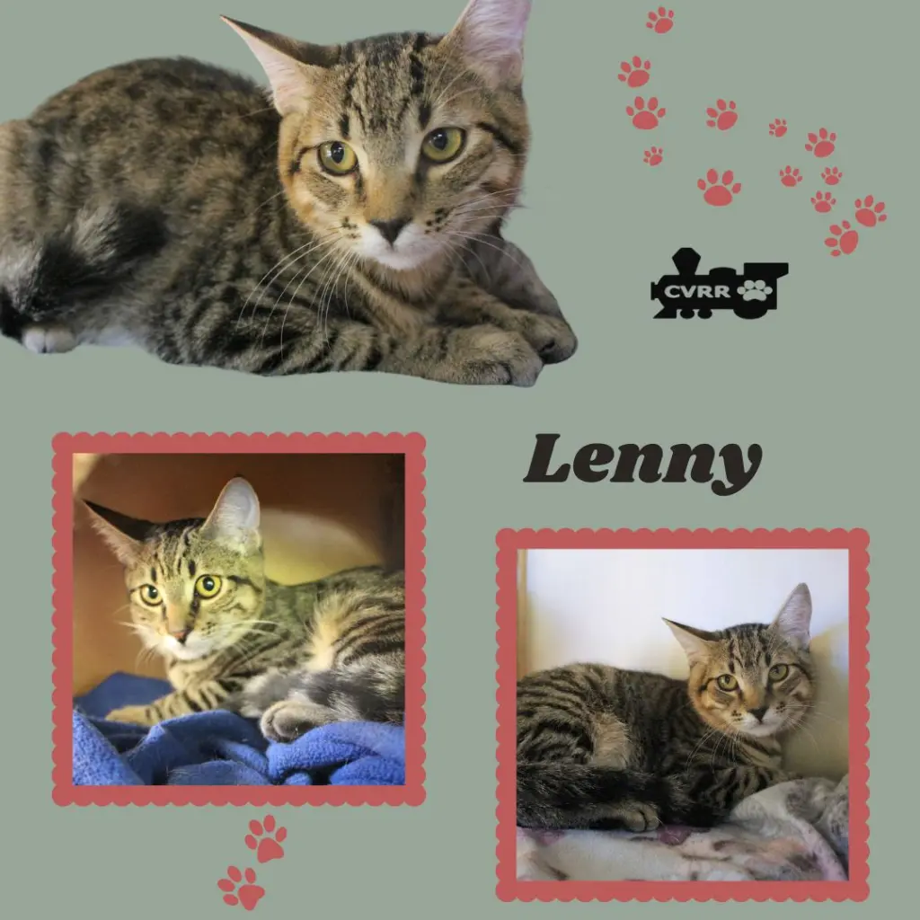 Lenny (Kitten)