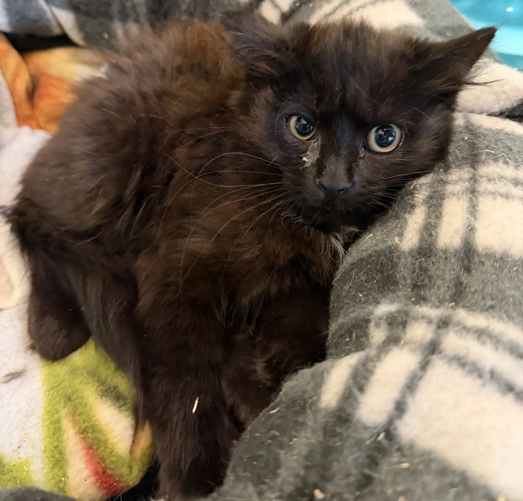 Lemur