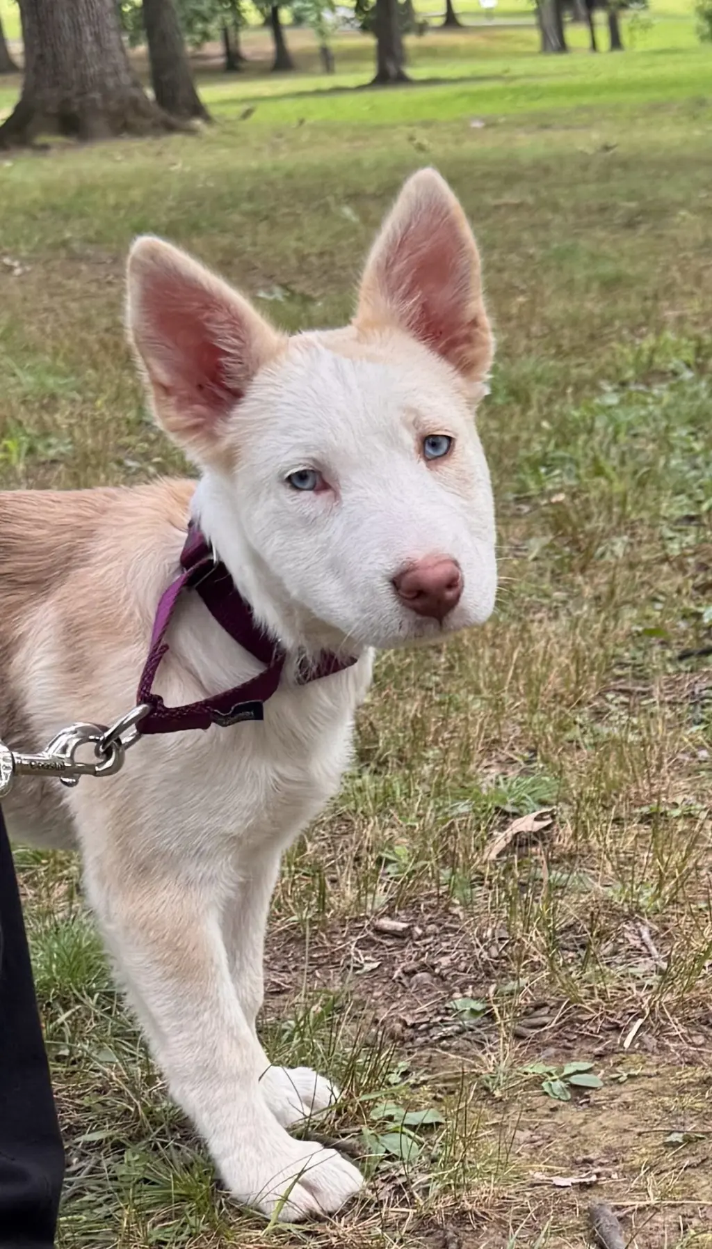 Avery (in foster)