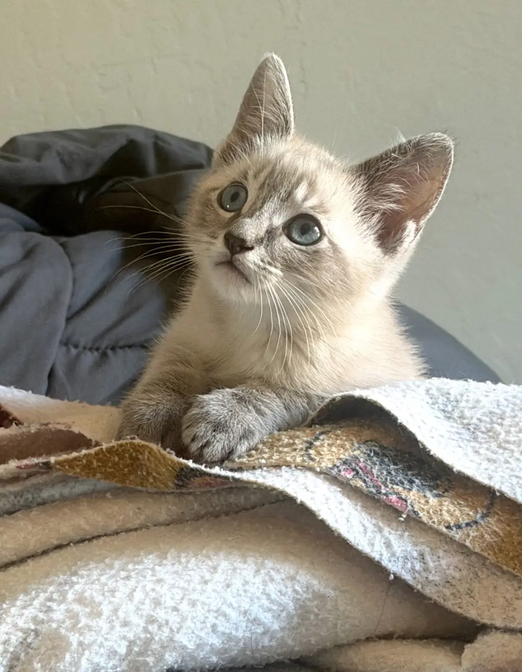 Miracle Whip bonded / Quinnie