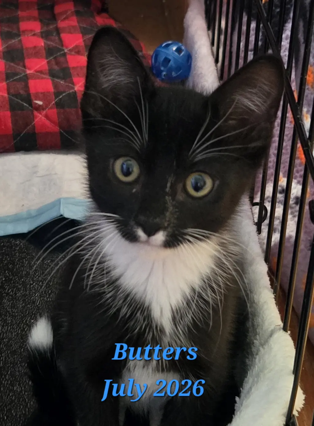 Butters