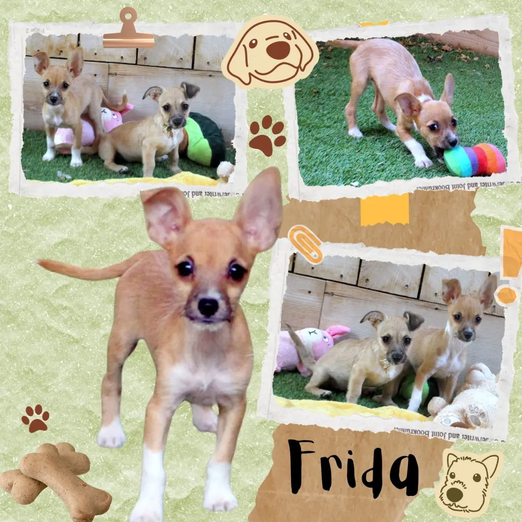 Frida (Puppy)