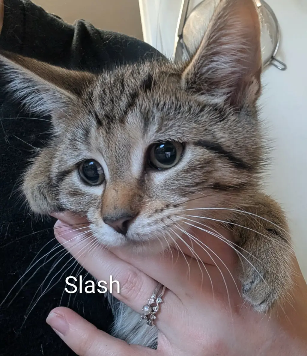 Slash