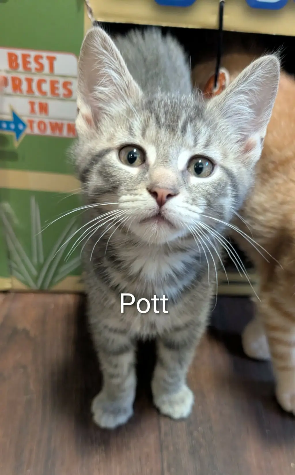 Pott