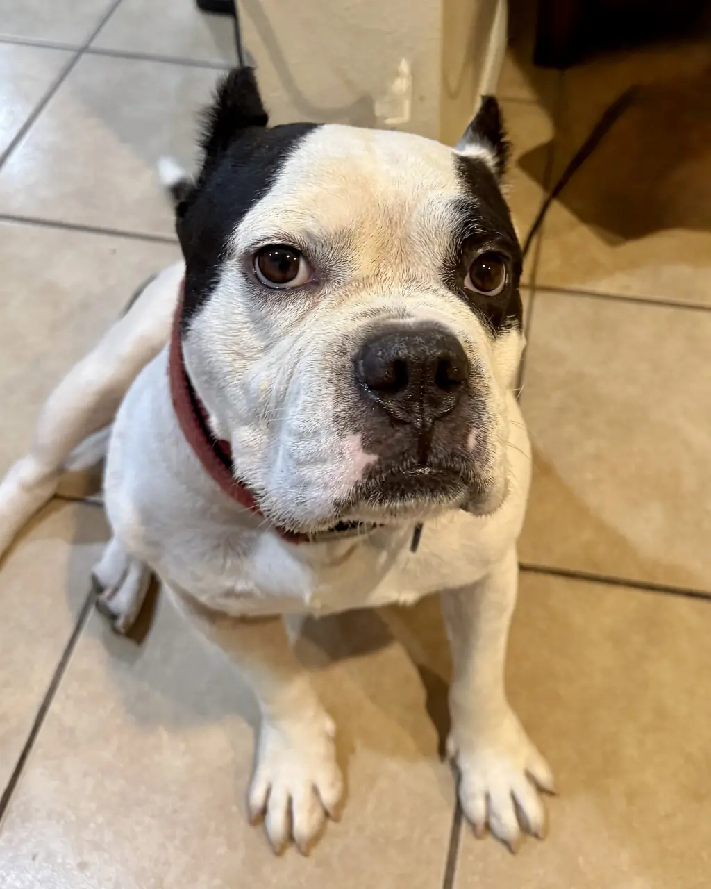 Duke