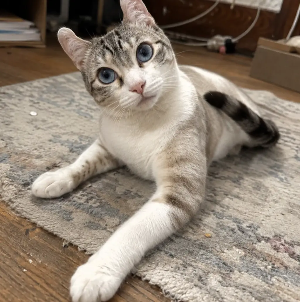 Purrl