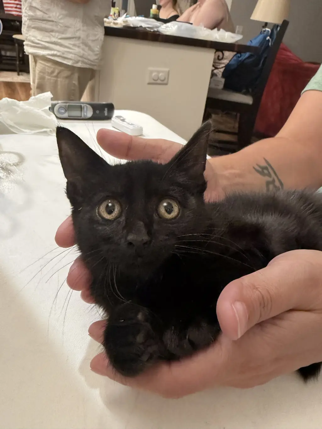Bruce Wayne (Available for pre-adoption)
