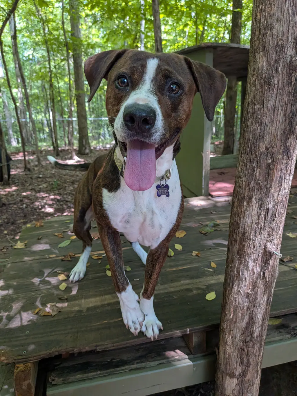Watson