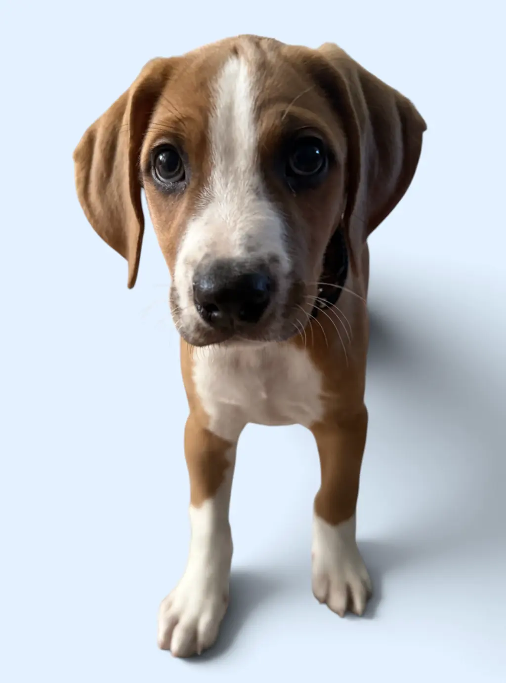 SAVANNAH'S LITTER: TEDDY