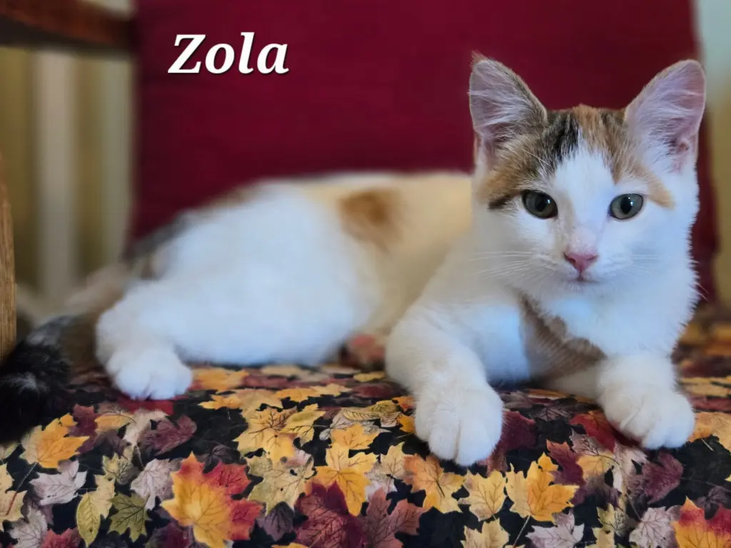 Zola