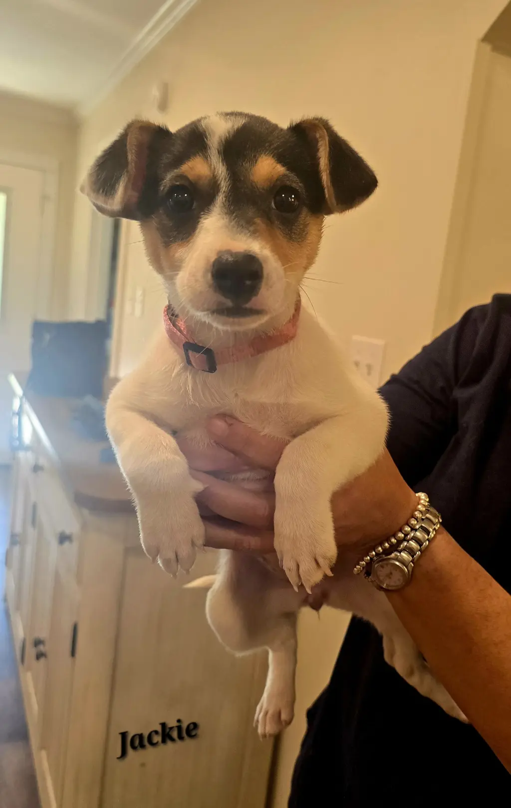 Jackie- JRT/pittie puppies