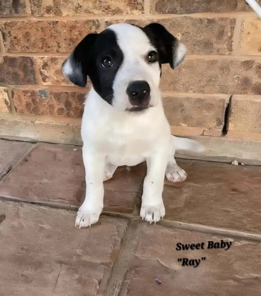 Ray - JRT/Pittie puppies