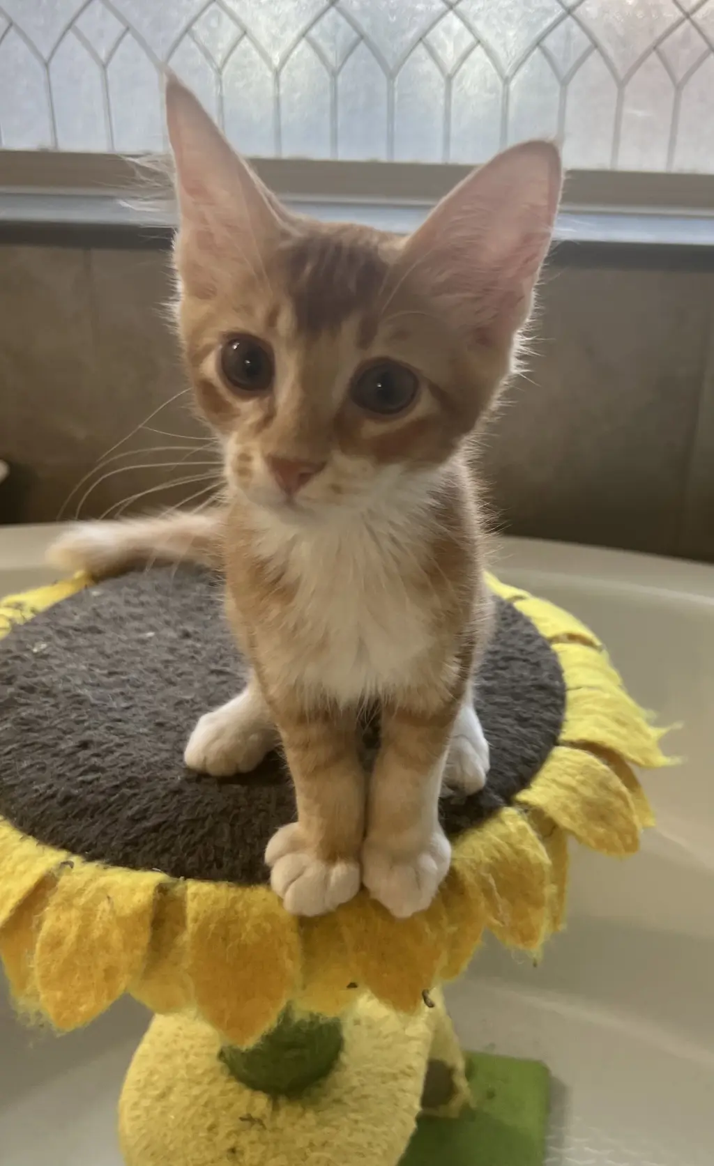 Oliver