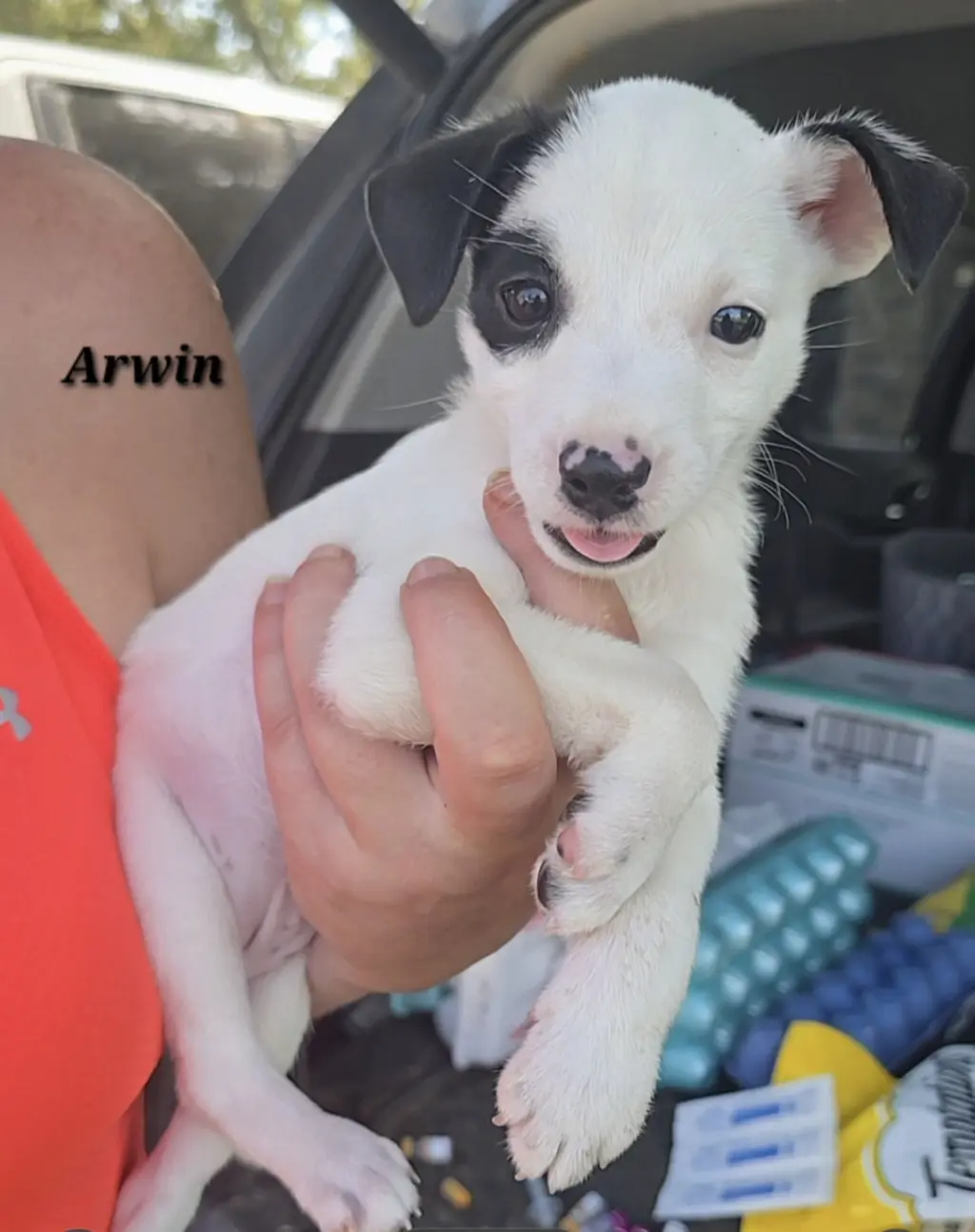 Arwin- JRT puppies