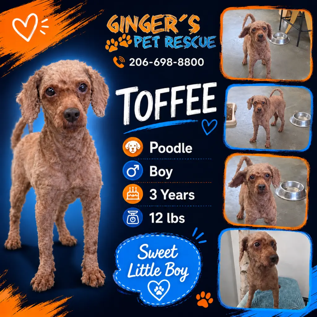 Toffee from Korea