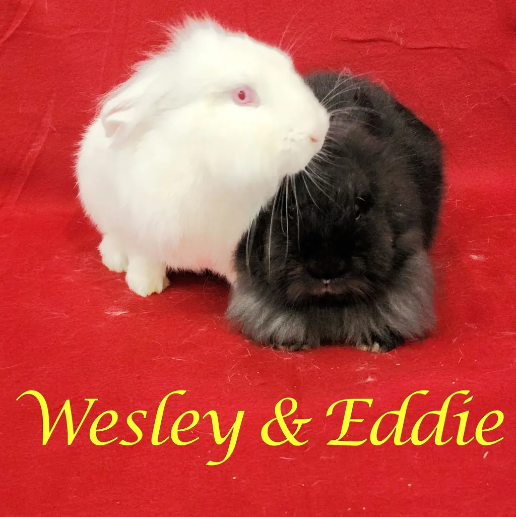 Wesley (bonded to Eddie)