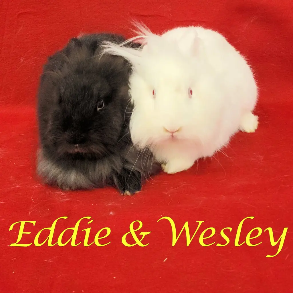 Eddie (bonded to Wesley)