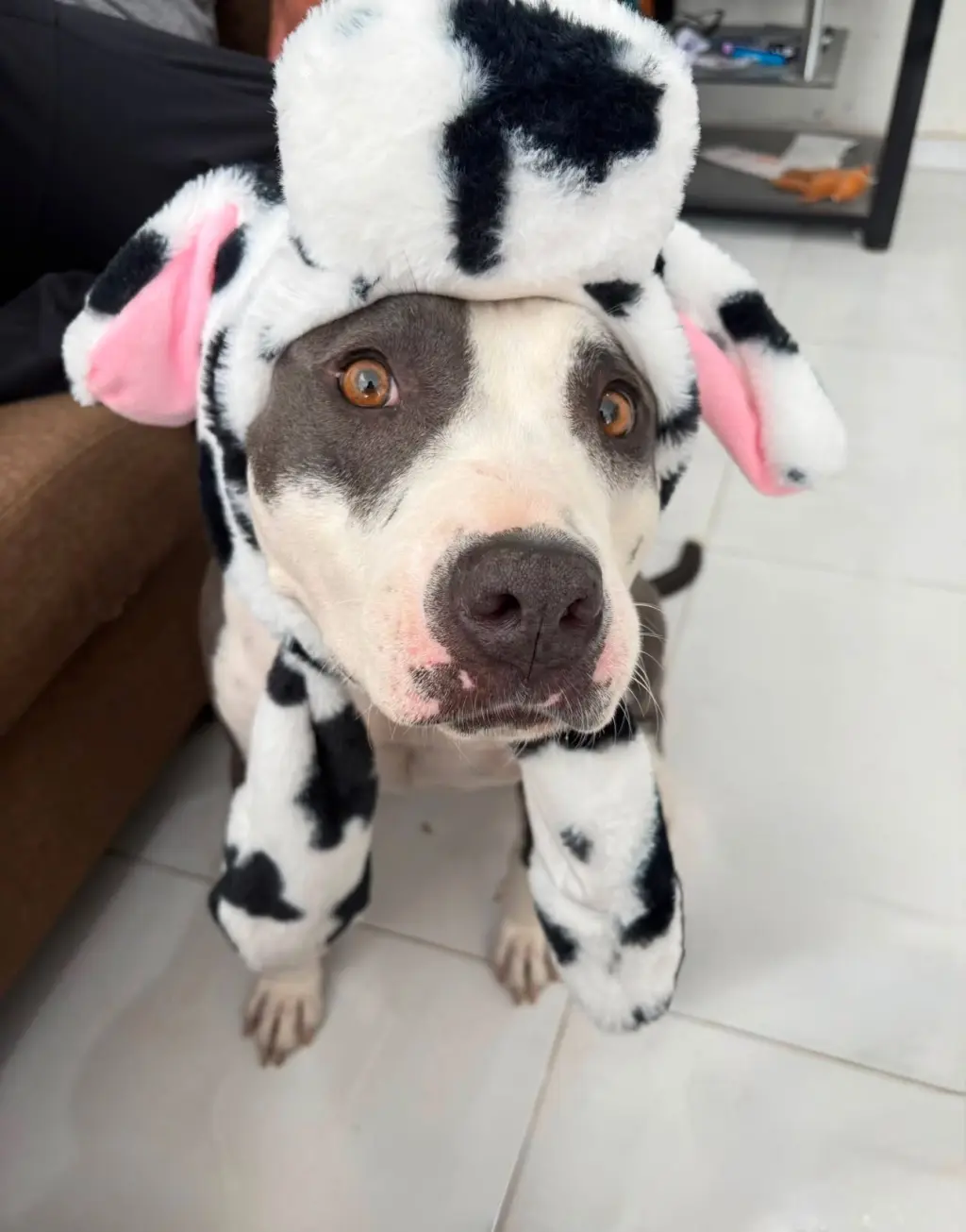 Cow