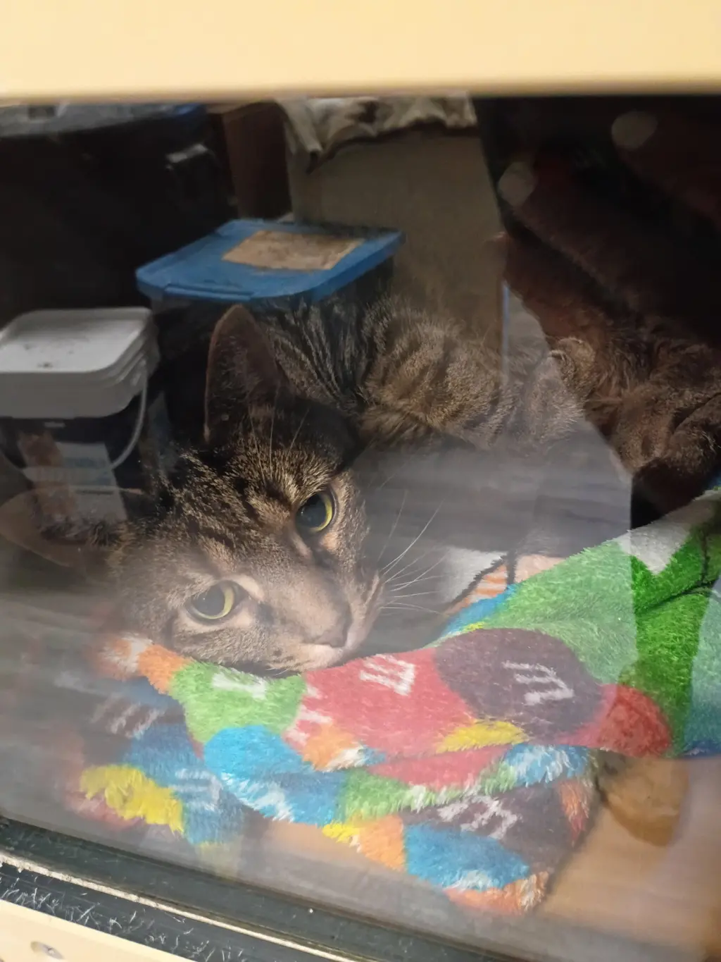 Percival