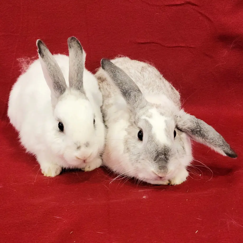 Jessi (bonded to Joe)